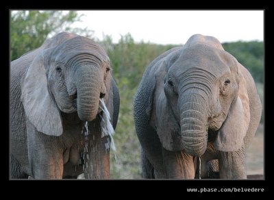 Elephants Drinking at Dusk #04