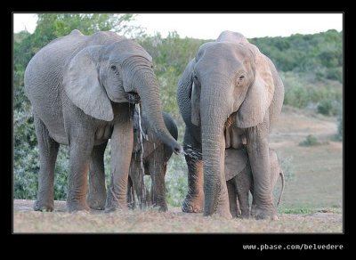 Elephants Drinking at Dusk #05