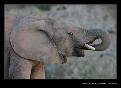 Elephants Drinking at Dusk #06