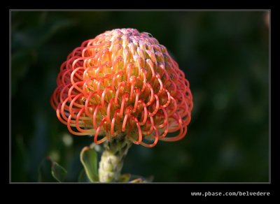 Pin Cushion Protea #2