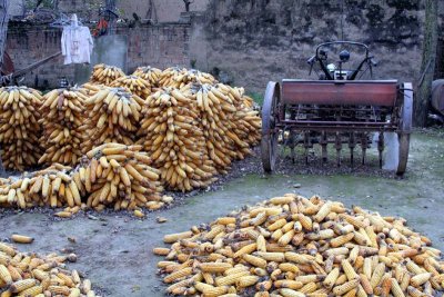 Corn Harvest- Tang Peasant village