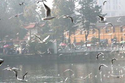 Seagull Park - Kunming