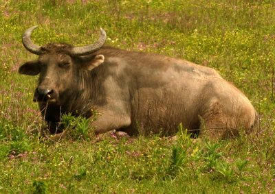 Beast in Repose
