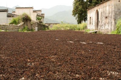 Tea drying