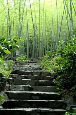 Path into woods