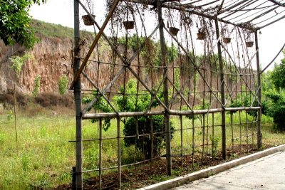 Twig Arbor in meadow