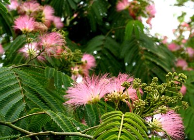 Blooms - Qian Mansion