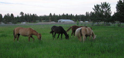Grazing