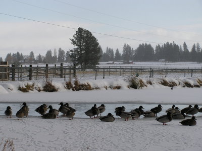 Ducks on Frozen Pond