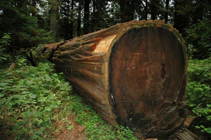 Redwoods03.JPG