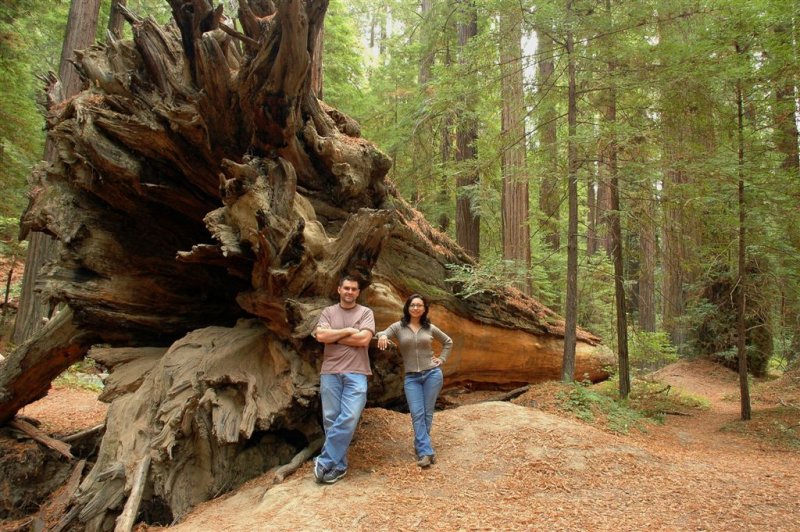 Redwoods12.JPG