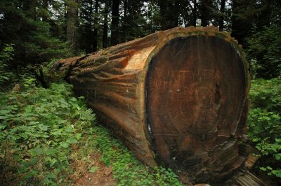 Redwoods03.JPG