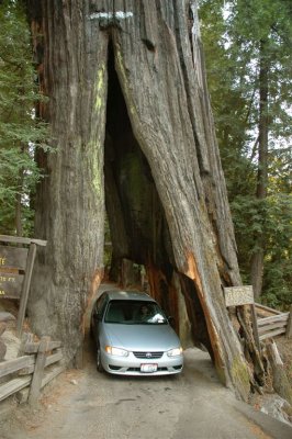 Redwoods07.JPG