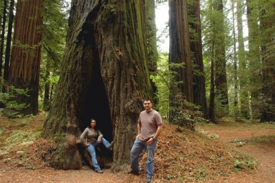 Redwoods08.JPG