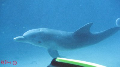 Dolphin Reef