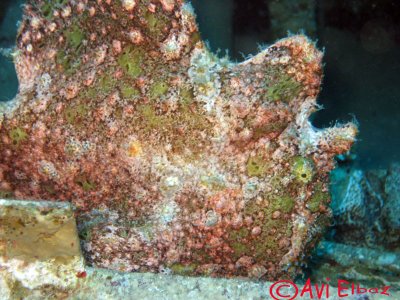 Frog fish