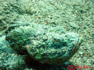 Scorpionfish
