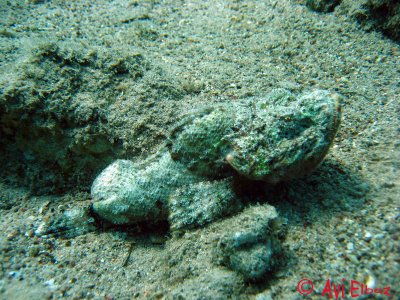 Scorpionfish