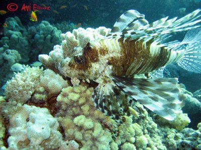Lion fish