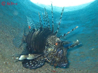 Lion fish