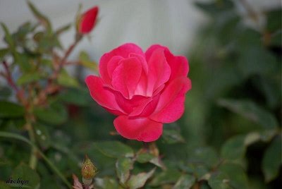 Single Rose