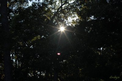Rays