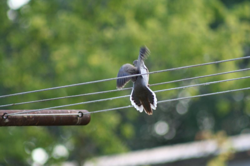 Birdie Flying thru Our Clothes Line