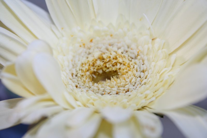 Inside the White Flower...
