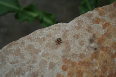 A bug!