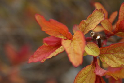 Close-up Fall Plant