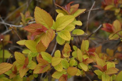Plant-like Flowers