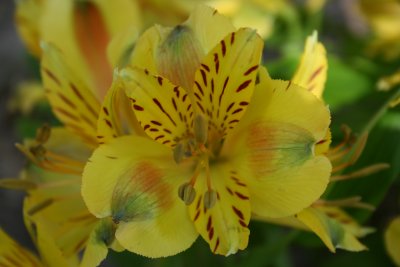 My Yellow-Close-up!