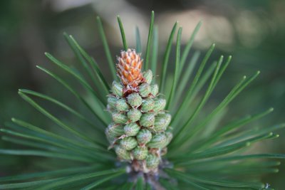 The Process of a Pine Cone
