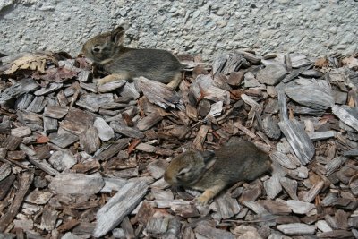 Baby Bunnies Venturing Out