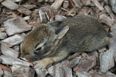 Another Real Cute Bunny!