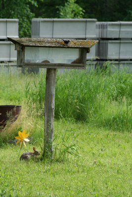 Bunny N' Birdie