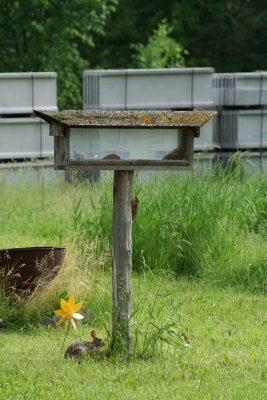 Chipmunk Wants a Bite to Eat Too!