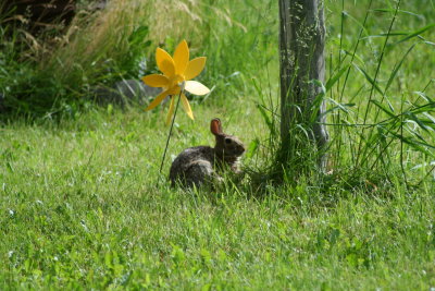 Enjoying the Scenery, the Bunny Says...