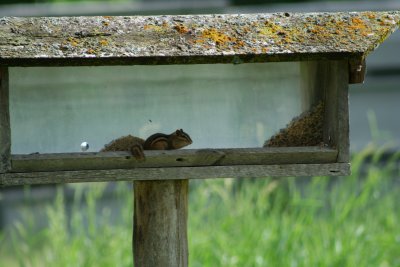 OK, The Chipmunk Likes Bird Seed...