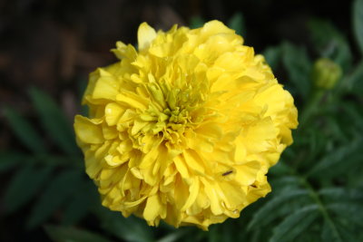 Big Yellow Puff with a Bug!