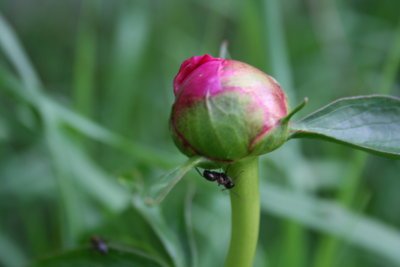 Big Black Ant on the Rose