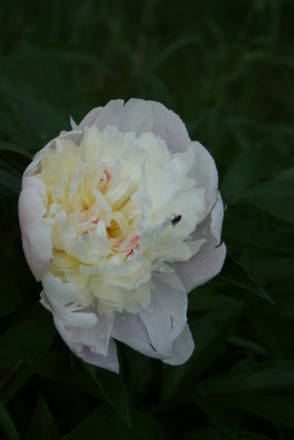 White Rose With A Fly Inside...