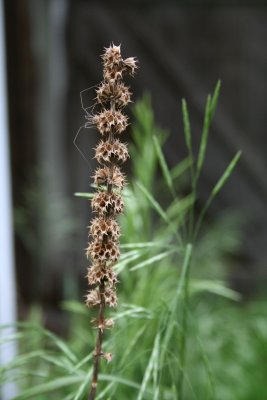 Tall Little Cockleburrs
