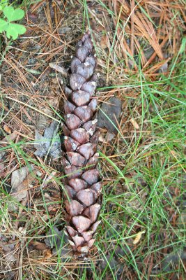 Pine Cone