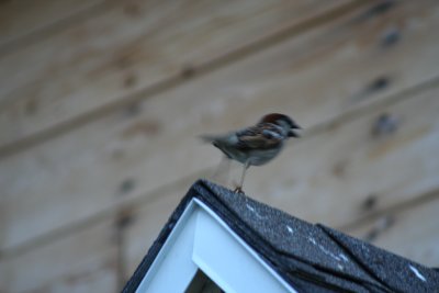Bird Standing Above Our Front Door Chirping