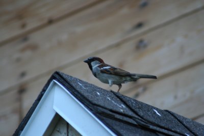 Bird Standing Above Our Front Door Looking Around