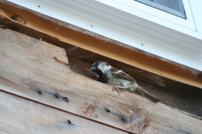Bird Sitting & Chirping Underneath Our Window