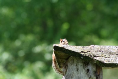 Peek A Boo, Says the Chipmunk!