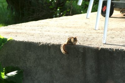Chipmunk on Our Back Porch!