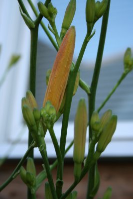 Flower Bulbs...